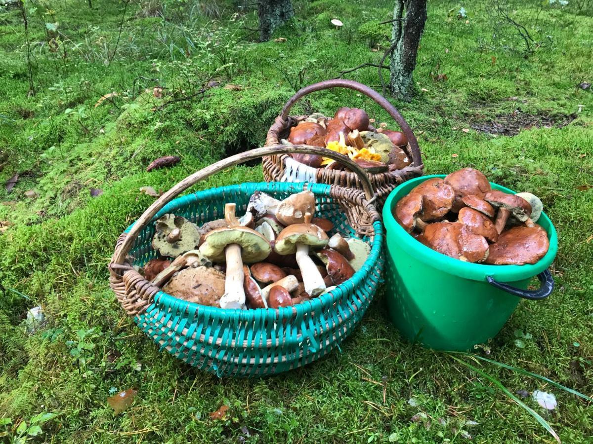 Na Skraju Puszczy Villa Hajnówka Kültér fotó